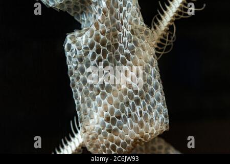 pelle di serpente, colonna vertebrale e cranio conservati Foto Stock