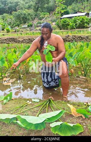 Guida spirituale/leader Lawrence Kalainia dimostra la raccolta di taro in Halawa Valley, Molokai, Hawaii, Stati Uniti d'America. Foto Stock