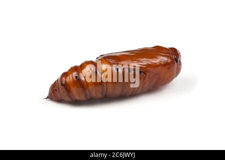 Pupa di falkmoth della testa della morte maggiore (Acherontia atropos) isolato su bianco. Foto ad alta risoluzione. Profondità di campo completa. Foto Stock