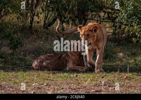 Un paio di cuccioli di leone che giocano all'ombra sulla riserva nazionale Maasai Mara in Kenya, Africa Foto Stock