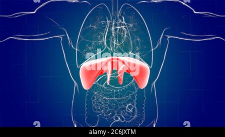 Anatomia del sistema respiratorio umano a diaframma per l'illustrazione 3D del concetto medico Foto Stock