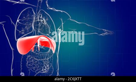 Anatomia del sistema respiratorio umano a diaframma per l'illustrazione 3D del concetto medico Foto Stock