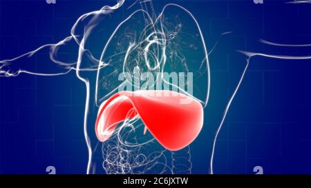 Anatomia del sistema respiratorio umano a diaframma per l'illustrazione 3D del concetto medico Foto Stock