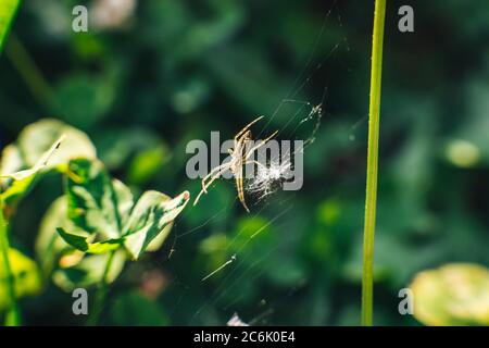 Macro di un ragno su un web Foto Stock