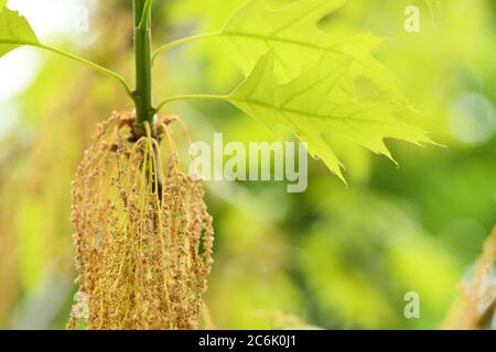 Acer negundo o acero di cenere, è una specie di acero nativo. Foto ad alta risoluzione. Messa a fuoco selettiva. Foto Stock