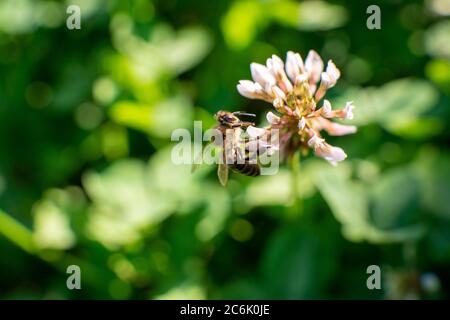 Macro shot di un'ape su fiore Foto Stock