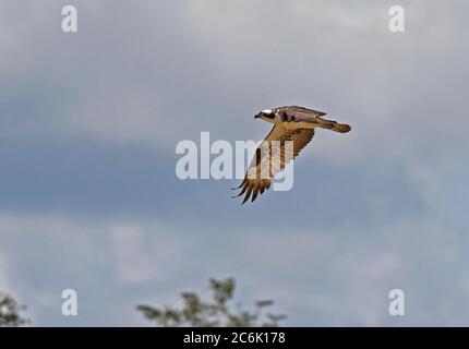 Osprey (Pandion haliaetus carolinensis) adulto in volo Guaviare fiume, Inirida, Colombia novembre Foto Stock