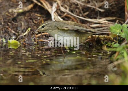 Chiffchaff comune (Phylloscopus collybita collybita) bagno adulto nello stagno Eccles-on-Sea, Norfolk, UK maggio Foto Stock