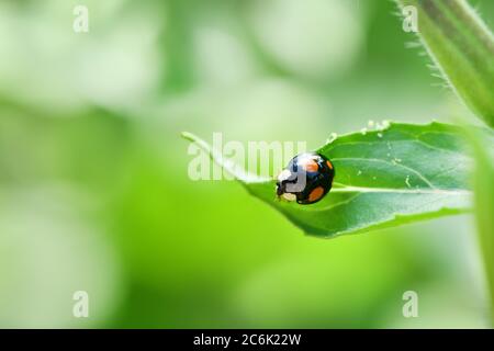 Macro di un ladybug asiatico (Harmonia axyridis, Coccinellidae), noto anche come 'Multi-colored' o 'Harlequin ladybug', nel giardino su una foglia. Re alta Foto Stock