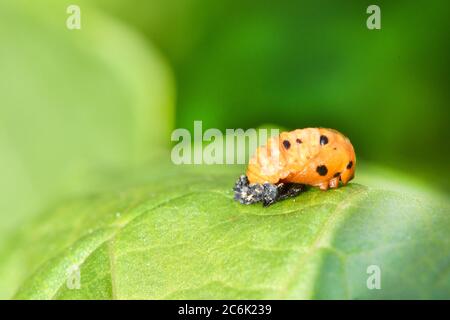 Larva arancione chiaro di Ladybug sulla foglia verde, palcoscenico pupilale. Foto ad alta risoluzione. Messa a fuoco selettiva. Profondità di campo poco profonda. Foto Stock