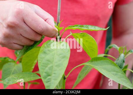Potatura di Capsicum annuum 'Early jalapeno'. Schiacciando fuori la crescita superiore di una pianta di peperoncino di jalapeno per incoraggiare i tiri laterali. Foto Stock
