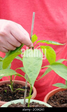 Potatura di Capsicum annuum 'Early jalapeno'. Schiacciando fuori la crescita superiore di una pianta di peperoncino di jalapeno per incoraggiare i tiri laterali. Foto Stock