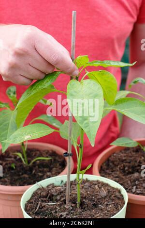 Potatura di Capsicum annuum 'Early jalapeno'. Schiacciando fuori la crescita superiore di una pianta di peperoncino di jalapeno per incoraggiare i tiri laterali. Foto Stock