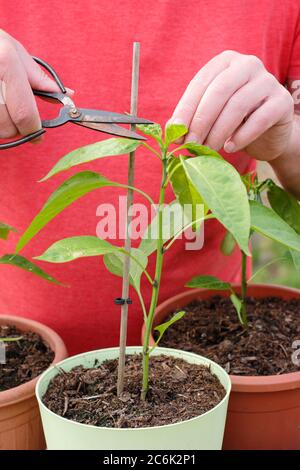 Potatura di Capsicum annuum 'Early jalapeno'. Schiacciando fuori la crescita superiore di una pianta di peperoncino di jalapeno per incoraggiare i tiri laterali. Foto Stock