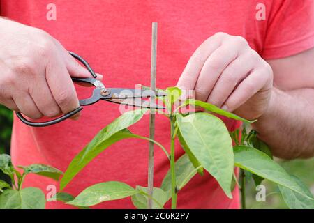 Potatura di Capsicum annuum 'Early jalapeno'. Schiacciando fuori la crescita superiore di una pianta di peperoncino di jalapeno per incoraggiare i tiri laterali. Foto Stock