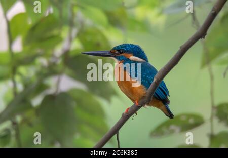 Un piccolo Martin pescatore sul ramo di un albero . Foto Stock