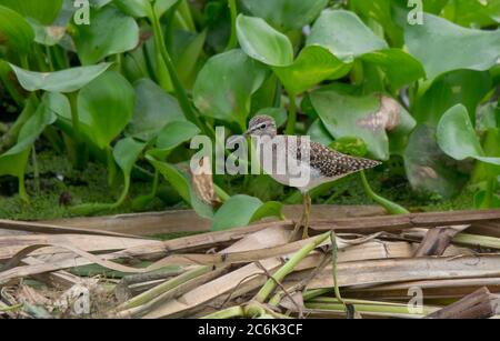 il sandpiper degli uccelli selvatici muovendo il proprio habitat nella zona umida . Foto Stock