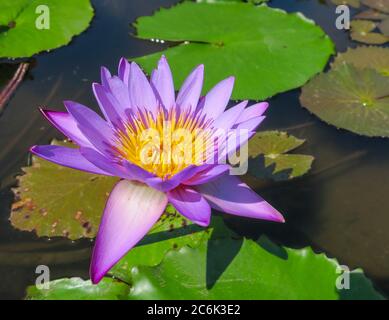 loto color lavanda in uno stagno ai raggi luminosi del sole Foto Stock