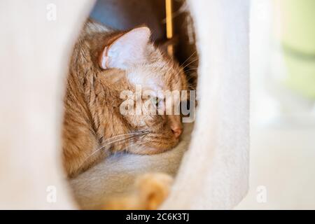 Primo piano di gatto arancione che dormiva nella scatola Foto Stock