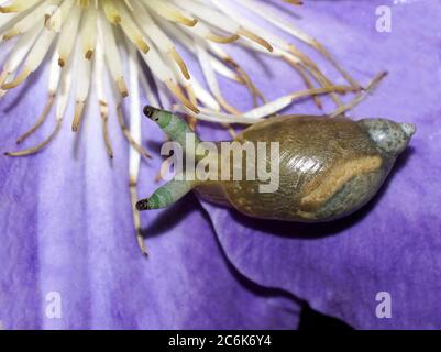 Succinea putris con il trematode parassita Leucocoridium paradoxum all'interno dei suoi tentacoli. Foto Stock