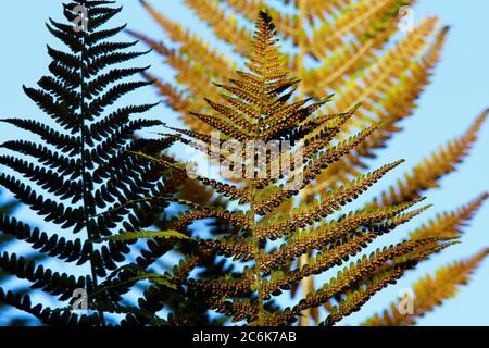 Vista ad angolo basso su una facciata isolata a foglia divisa di aquila fern bracken (Pteridium aquilinum) contro il cielo blu nel sole della sera - Germania Foto Stock