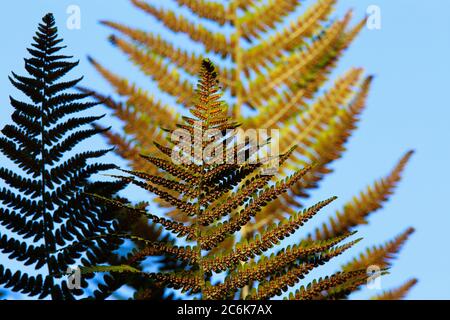 Vista ad angolo basso su una facciata isolata a foglia divisa di aquila fern bracken (Pteridium aquilinum) contro il cielo blu nel sole della sera - Germania Foto Stock