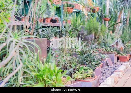 molti cactus e succulenti vari dissipati in giardino botanico. Foto Stock