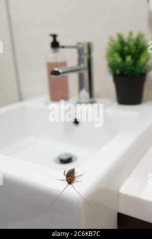 Scarafaggio nel bagno sul lavandino. Il problema con insetti Foto Stock