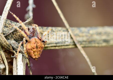 Macro di un ragno di casa comune (Parasteatoda tepidariorum). Questo è un termine generico per ragni diversi comunemente trovati intorno a abitazioni umane Foto Stock