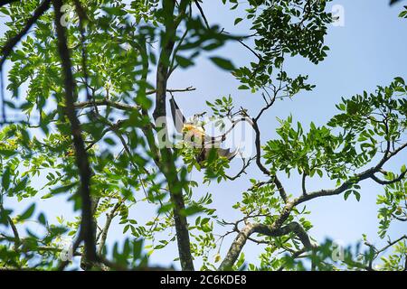 Molte volpe indiane (Pteropus giganteus) appendono da un albero durante il riposo della giornata. Parassiti di colture di frutta, oggetto di caccia. Sri Lanka, Colombo Foto Stock