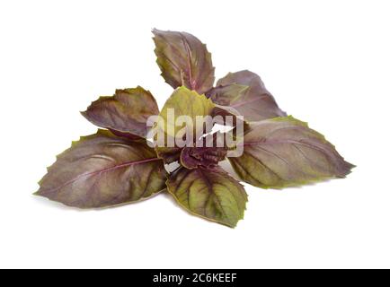 Un mazzo di foglie di basilico opale scuro isolate su sfondo bianco Foto Stock