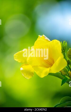 primo piano di splendidi fiori gialli tropicali (allamanda) su sfondo verde sfocato Foto Stock