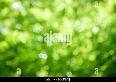 bokeh sfondo alberi foglie e luce solare Foto Stock