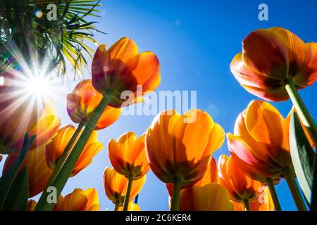 Tulipani arancioni dal basso. Cielo blu e luci a raggi. Vista verso l'alto Foto Stock