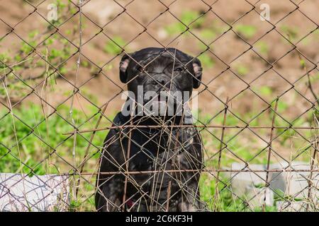 Carino terrier Staffordshire seduto dietro recinzione di metallo. Cani senza tetto in rifugio Foto Stock