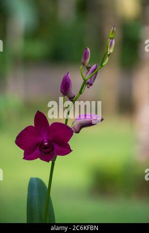 Primo piano di orchidee viola in fiore con uno sfondo verde e marrone Foto Stock