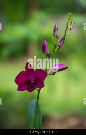 Primo piano di orchidee viola in fiore con uno sfondo verde e marrone Foto Stock