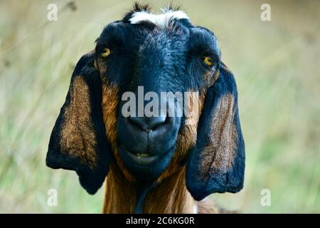 Una capra domestica, capra indiana o semplicemente capra (capra aegagrus hircus), che pascolano in un campo Foto Stock