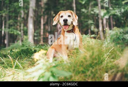 Carino beagle rosso cane ritratto seduta sulla facciata foresta. Foto Stock