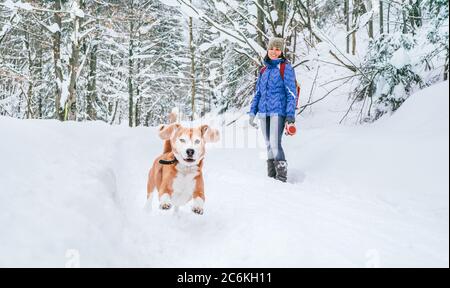 Cane beagle attivo che corre nella neve profonda. La sua proprietaria, che guarda e sorride. Passeggiate invernali con animali domestici concept immagine. Foto Stock