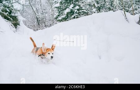 Beagle cane che corre in profonda neve foresta in montagna con orecchie divertenti in aria. Foto Stock