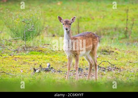 Allow cervo Dama Dama Fawn nella stagione autunnale. La nebbia autunnale e i colori della natura sono chiaramente visibili sullo sfondo. Foto Stock