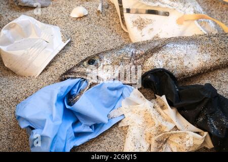 Rifiuti di plastica sulla bocca del pesce di merluzzo morto, rifiuti medici monouso inquinamento sulla costa sabbiosa del mare, malattia di coronavirus Foto Stock