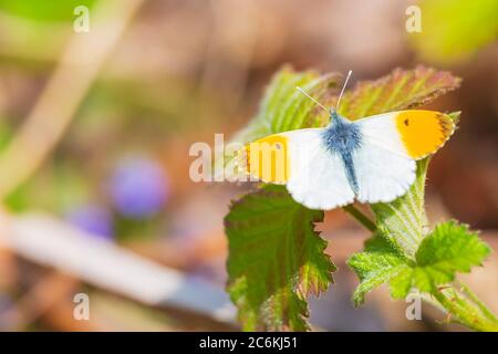 Anthocharis cardamines arancione punta farfalla maschile riposante in luce solare vista dall'alto con le ali aperte. Foto Stock