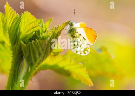Anthocharis cardamines arancione punta farfalla maschile riposante in luce solare vista dall'alto con le ali aperte. Foto Stock