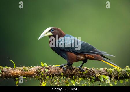 oropendola a testa di castagno (Psarocolius wagleri), Laguna del lagarto, Alajuela, Costa Rica Foto Stock