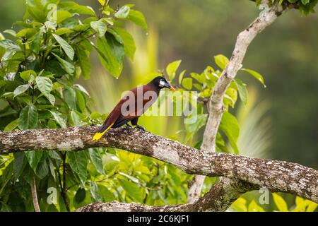 Montezuma oropendola (Psarocolius montezuma), Laguna del lagarto, Alajuela, Costa Rica Foto Stock