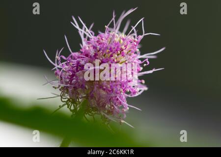 Macro mimosa perdica fiore primo piano. Fiore di piante timido in fiore nel periodo estivo. Foto Stock