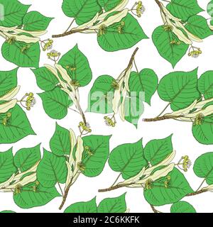 Motivo senza cuciture con fiori e foglie di tiglio. Sfondo vettoriale. Illustrazione Vettoriale