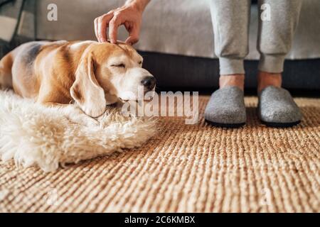 Beagle cane proprietario carezza stromando il suo animale domestico sdraiato sul cane stroking naturale sul pavimento e godendo la calda atmosfera di casa. Foto Stock